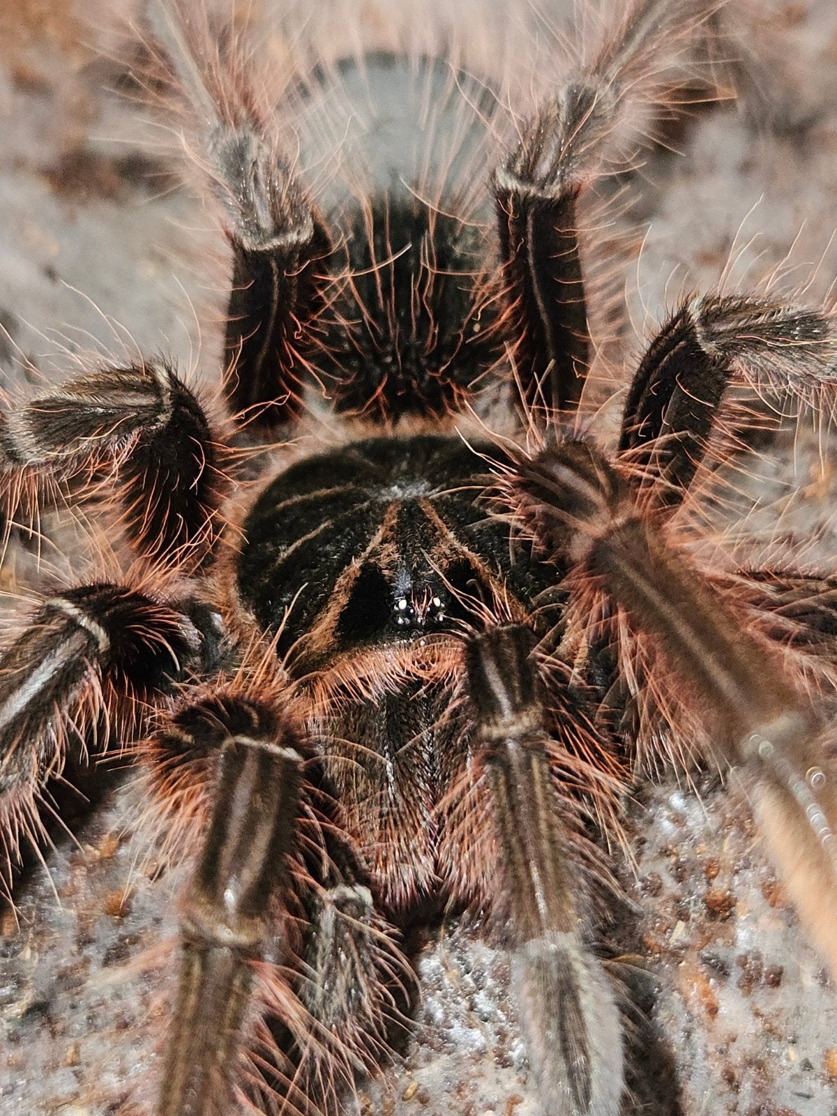 Teraphosa aphophysis mannetje 5 cm lichamlengte, Dieren en Toebehoren