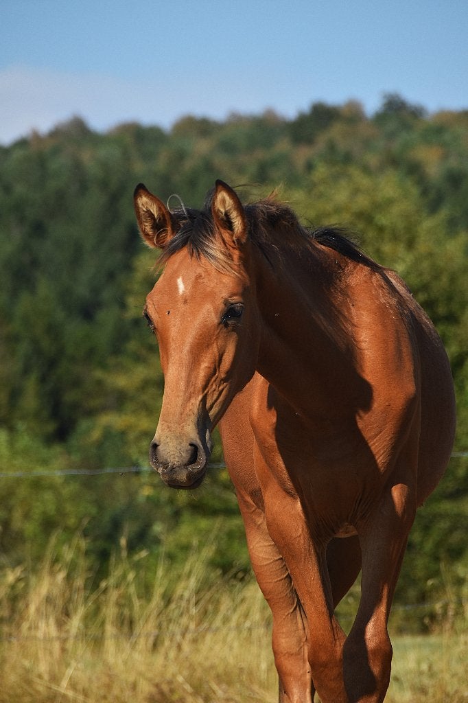 2 Poulains PRE isabelle, Animaux & Accessoires, Cheval de dressage, Avec pedigree, 160 à 165 cm, 0 à 2 ans