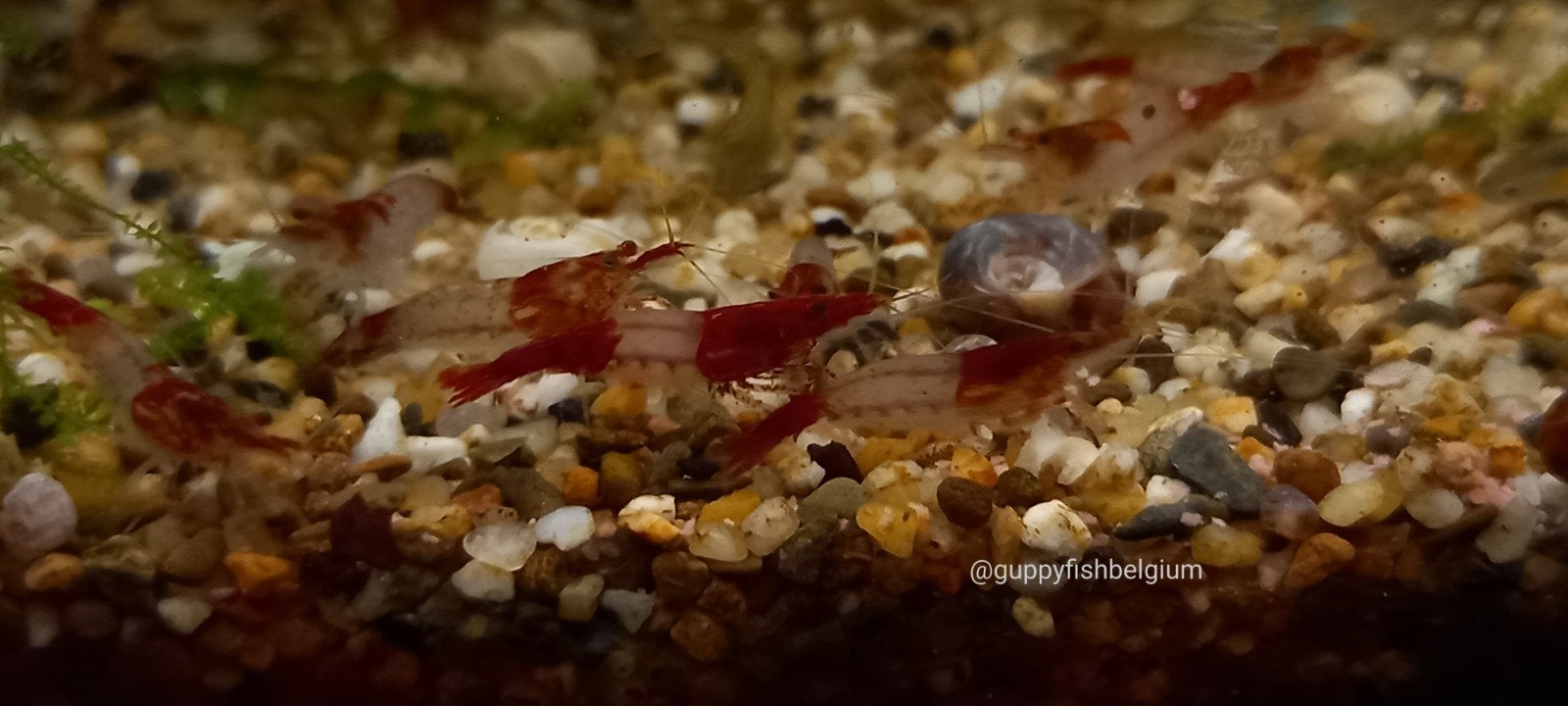 Neocaridina garnalen, Animaux & Accessoires, Homard, Crabe ou Crevette, Poisson d'eau douce, Banc de poissons