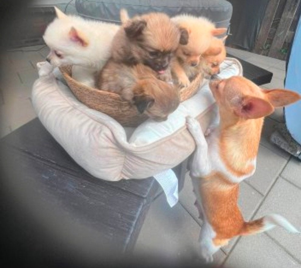 Chiot, Particulier, Maladie de Carré (chiens), Plusieurs animaux, 8 à 15 semaines
