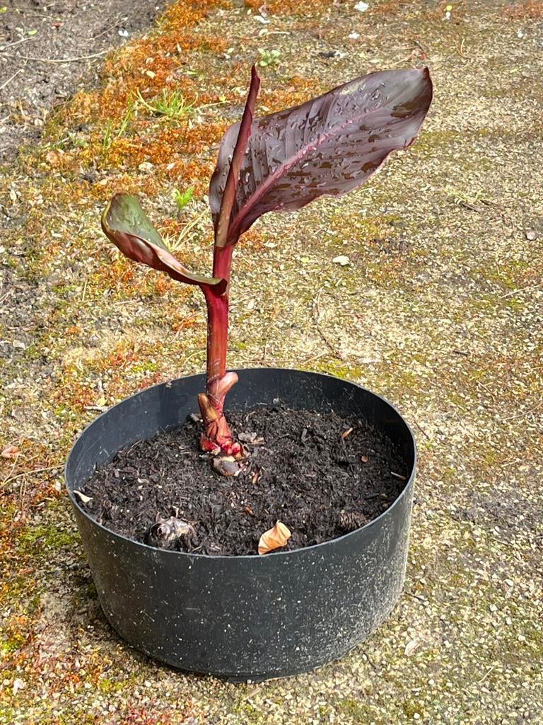 Canna musafolia rubrum + gratis canna indica, Enlèvement