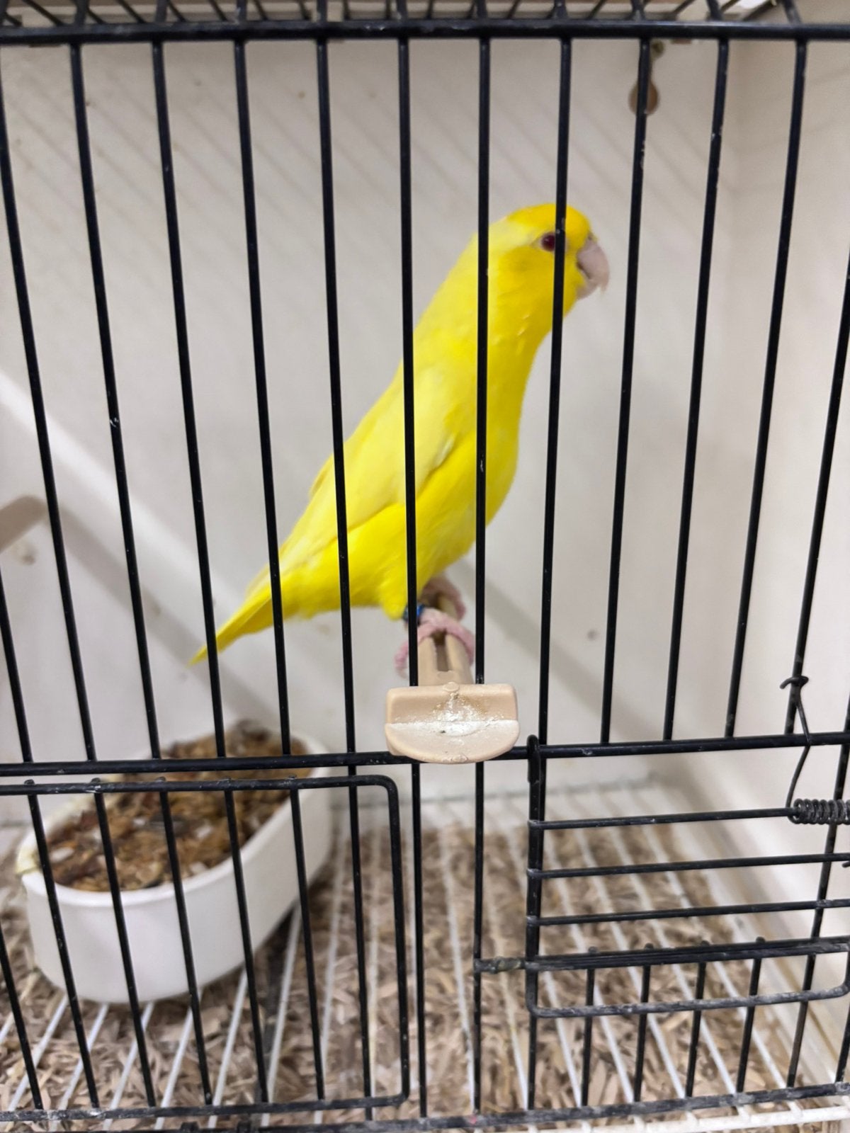 Forpus coelestis, Plusieurs animaux, Bagué
