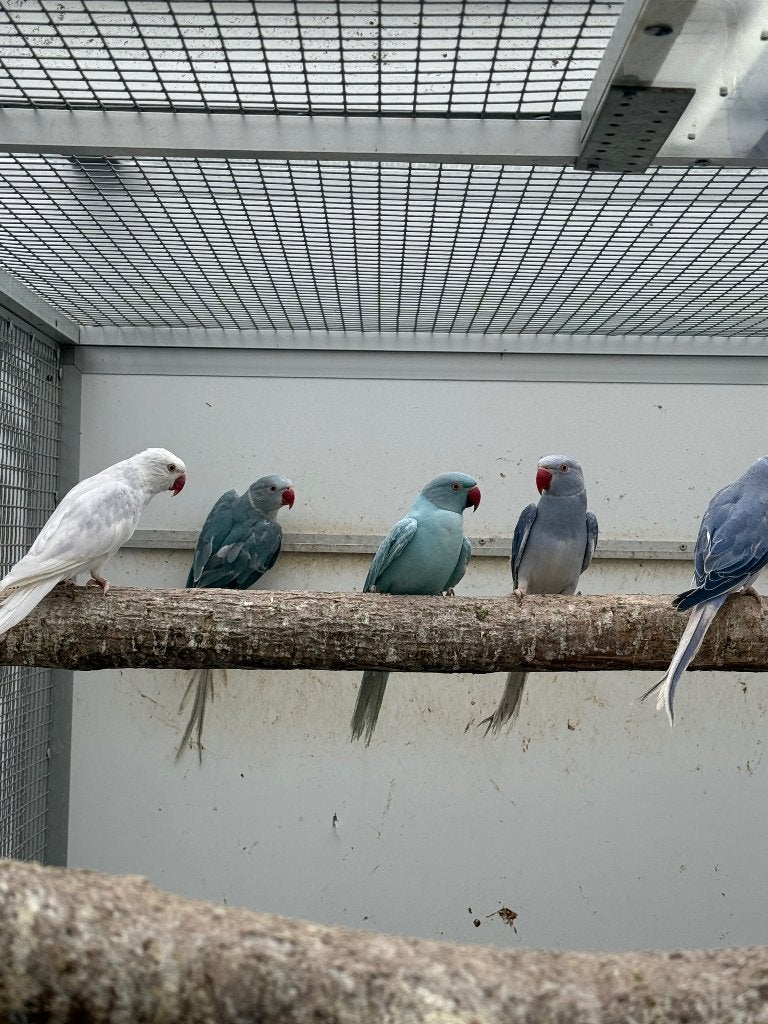 Compleet kweekbestand Halsbandparkieten, Dieren en Toebehoren, Vogels | Parkieten en Papegaaien, Parkiet, Geringd