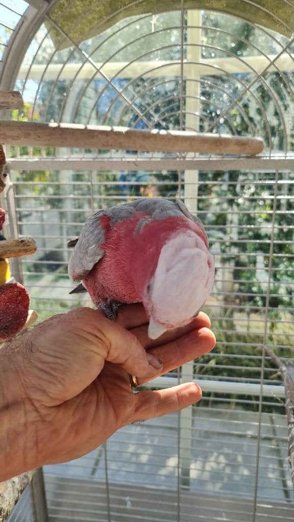 Zeer tamme rose kakatoe pop