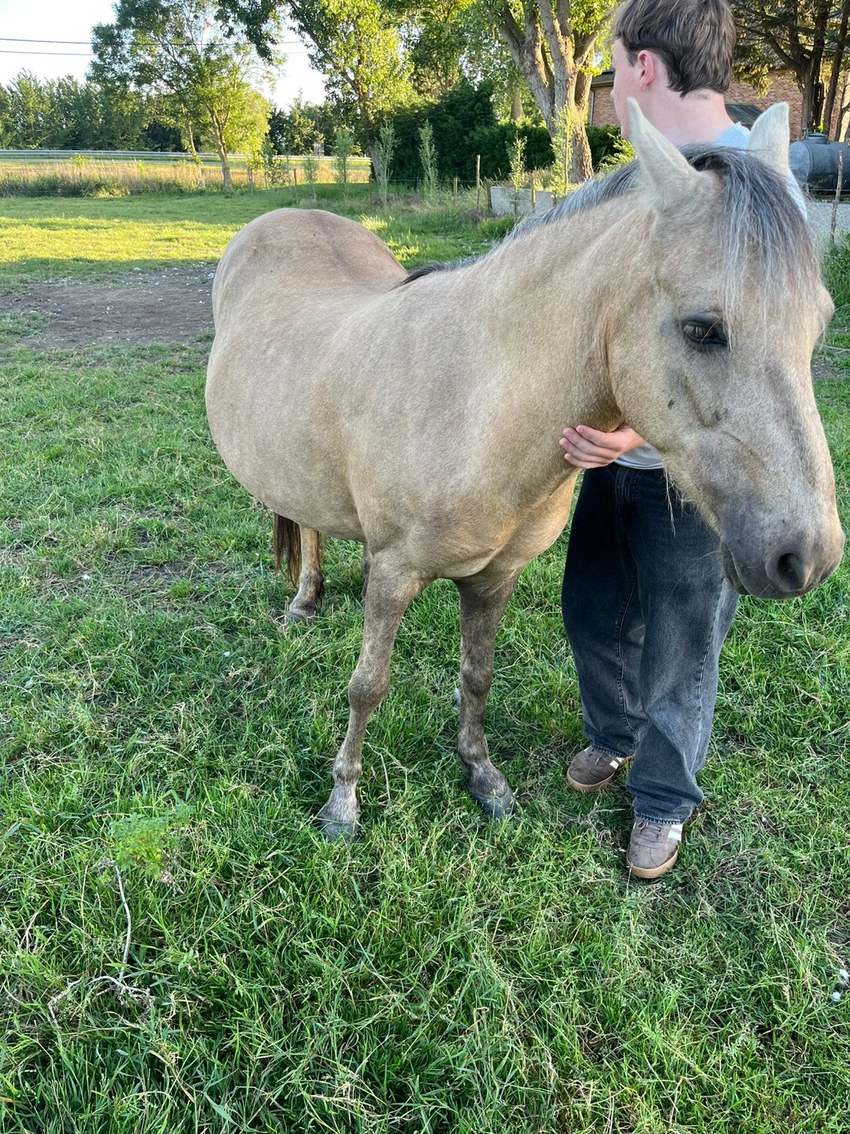 Drachtige pony type welsh, Merrie, Zadelmak, C pony (1.27m tot 1.37m), Gechipt