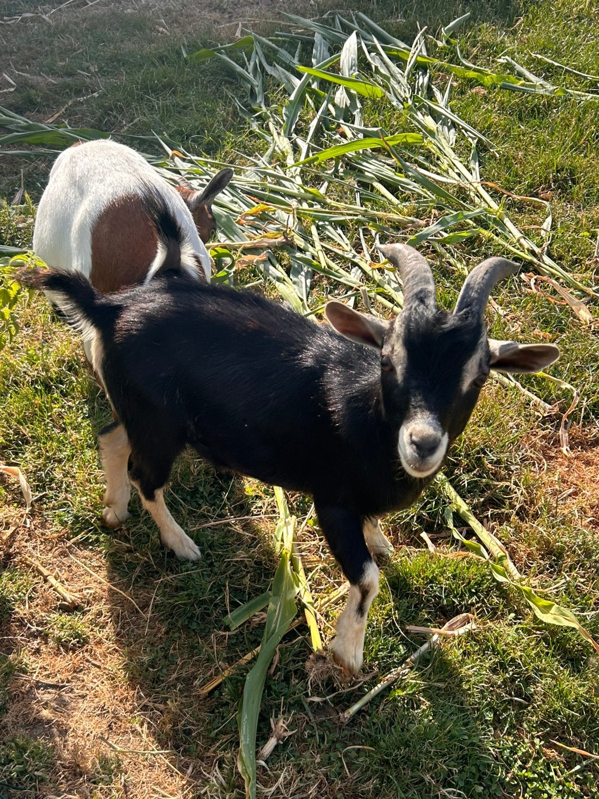 Dwergeiten, Dieren en Toebehoren, Schapen, Geiten en Varkens