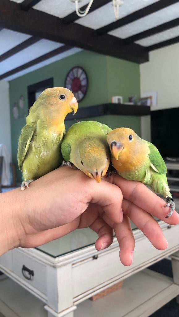 Handtamme dwergpapegaaien, Dieren en Toebehoren, Vogels | Parkieten en Papegaaien, Dwergpapegaai of Agapornis, Tam
