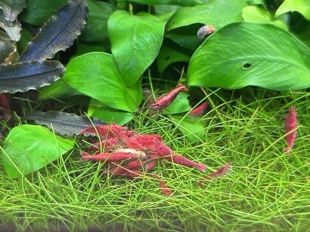 Rode garnalen - Neocaridina davidi - 1 euro, Kreeft, Krab of Garnaal, Zoetwatervis, Schoolvis