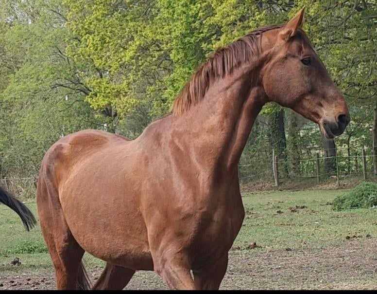 Super lieve stamboek merrie, Cheval de dressage, 11 ans ou plus, 165 à 170 cm, Avec pedigree