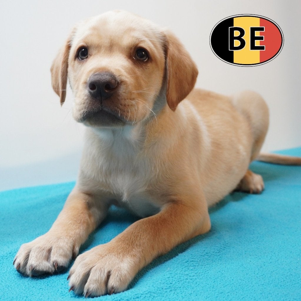 Labrador blond – Une portée douce et lumineuse, Commerçant, 8 à 15 semaines, Labrador retriever, Plusieurs