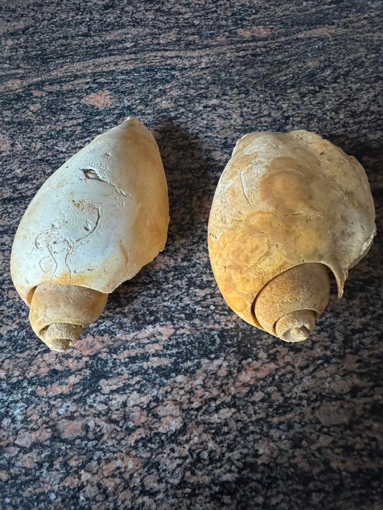Gastropodes fossielen, Vacatures, Profielen | Man/Vrouw zoekt werk