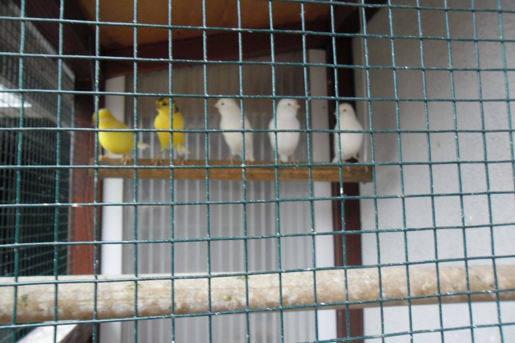 Jonge KANARIE'S, Dieren en Toebehoren