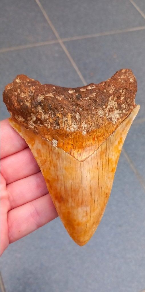 Megalodon haaientand 11,3 cm fossielen, Verzamelen, Ophalen of Verzenden, Fossiel