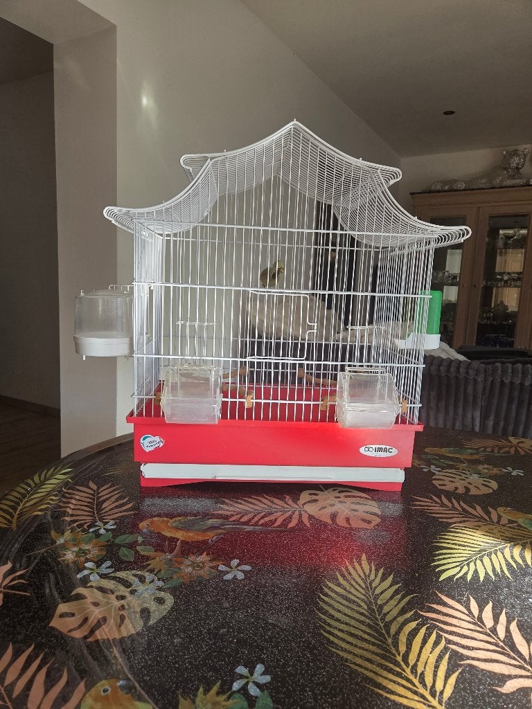 Grande cage à oiseau avec accessoires, Animaux & Accessoires, Enlèvement, Comme neuf