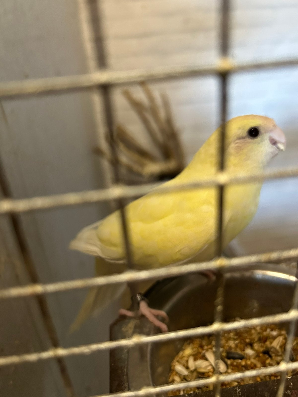 Kakariki’s, Animaux & Accessoires, Oiseaux | Perruches & Perroquets, Bagué