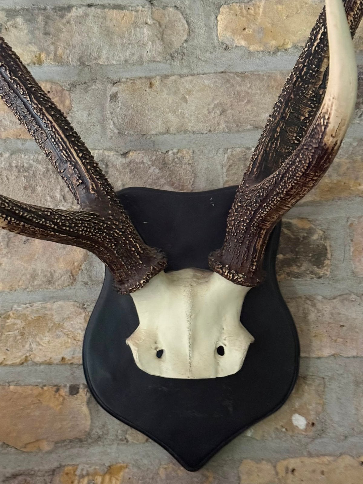 Gewei op houten schild – Decoratieve wandtrofee, Ophalen, Gebruikt