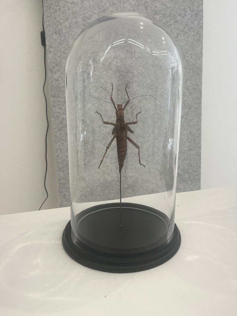 taxidermie Eurycantha calcarata - zwarte grondtak, Wandelende tak