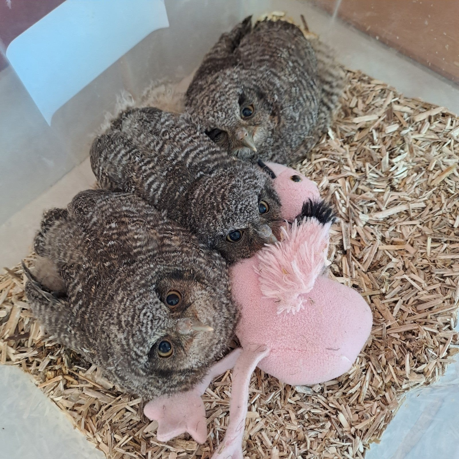 tropische schreeuwuiltjes, Dieren en Toebehoren, Vogels | Overige Vogels, Tam