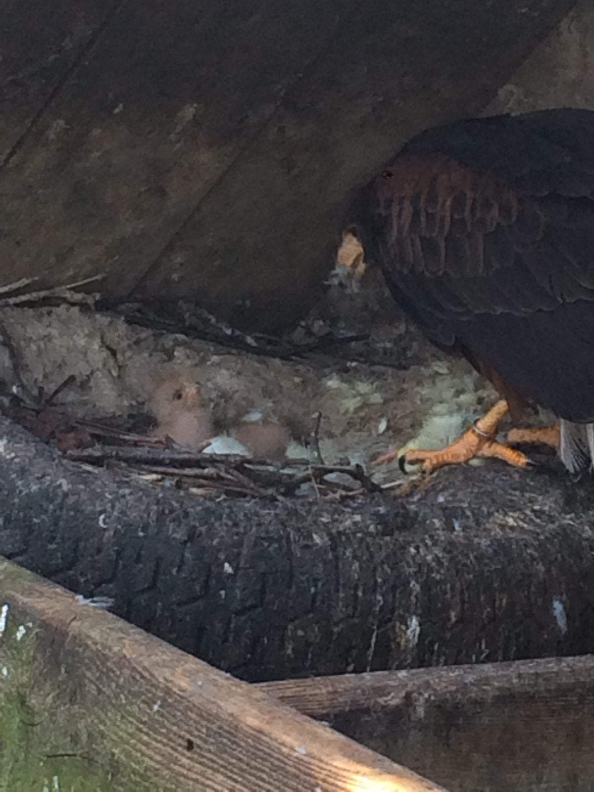 Jonge woestijnbuizerd