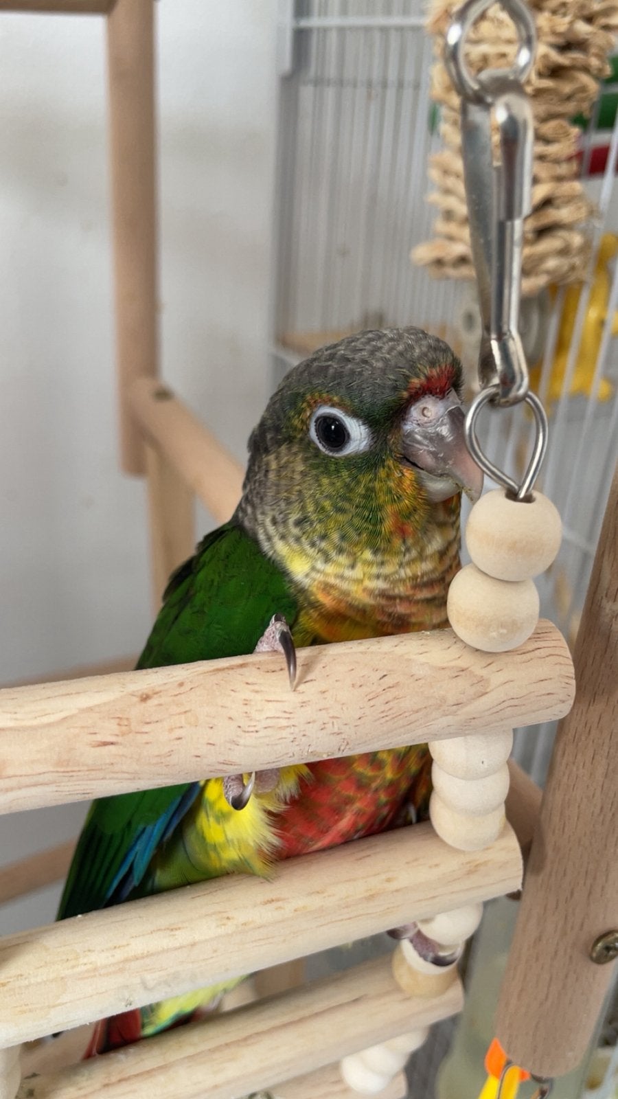 Conures eam