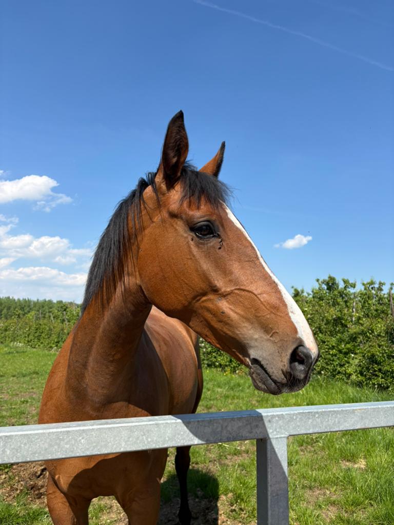 4-jarige merrie Wyske van de Royenhoeve, Dieren en Toebehoren, Paarden, Merrie, Zadelmak, 160 tot 165 cm, 3 tot 6 jaar, Springpaard