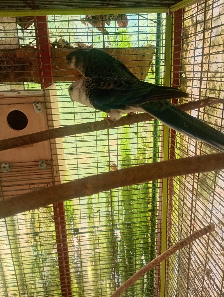 Stanley rosellas, Dieren en Toebehoren, Meerdere dieren, Parkiet