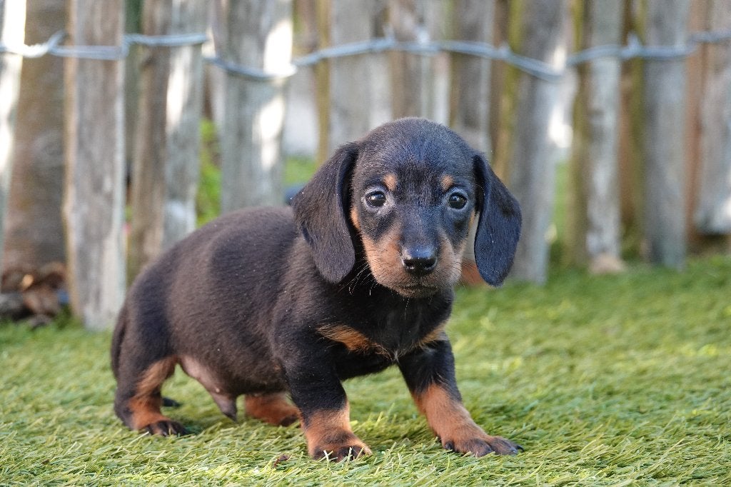 Kortharige dwergteckel pups, met stamboom; black&tan, Dieren en Toebehoren, België, CDV (hondenziekte), 8 tot 15 weken, Korthaar