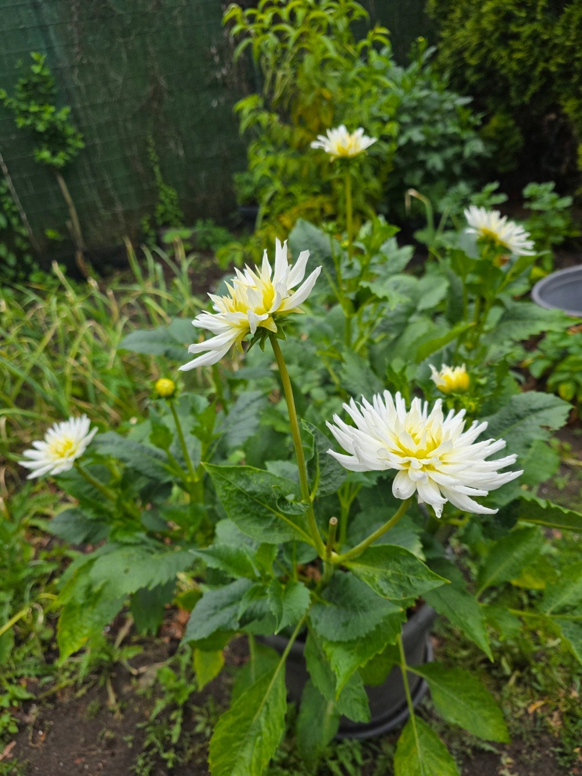 Dahlia 'My Love, Jardin & Terrasse, Bulbes & Semences, Enlèvement