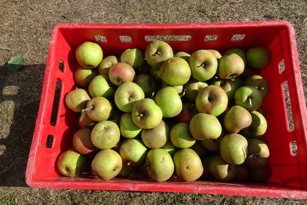 appels, Diversen, Ophalen
