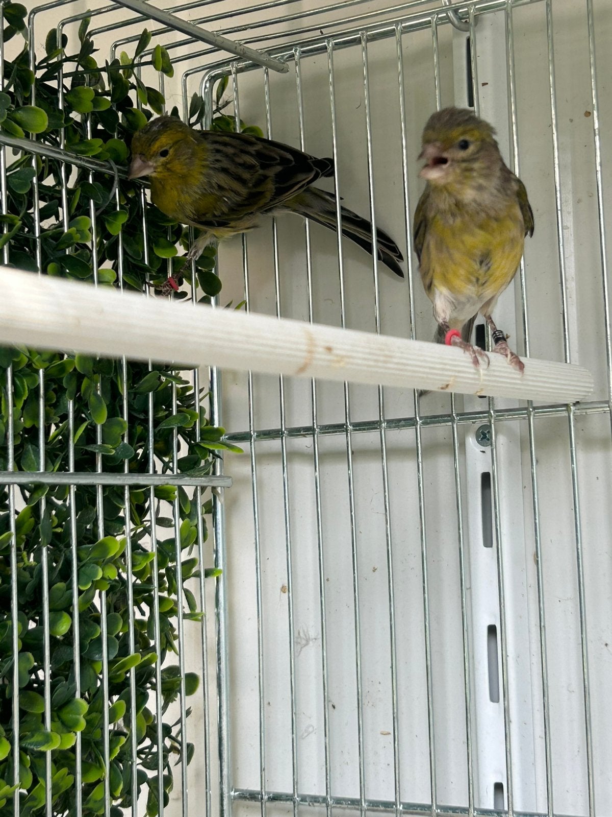 Kanaries, Dieren en Toebehoren