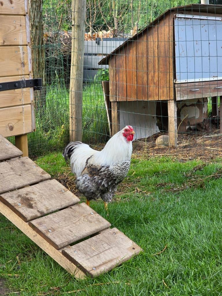 Wyandotte haan, Dieren en Toebehoren, Ophalen