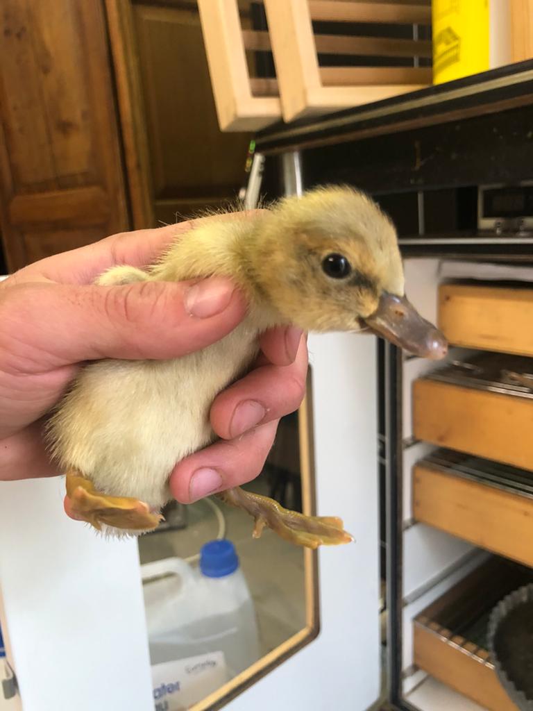 Canetons, Animaux & Accessoires, Volatiles, Canard, Plusieurs animaux