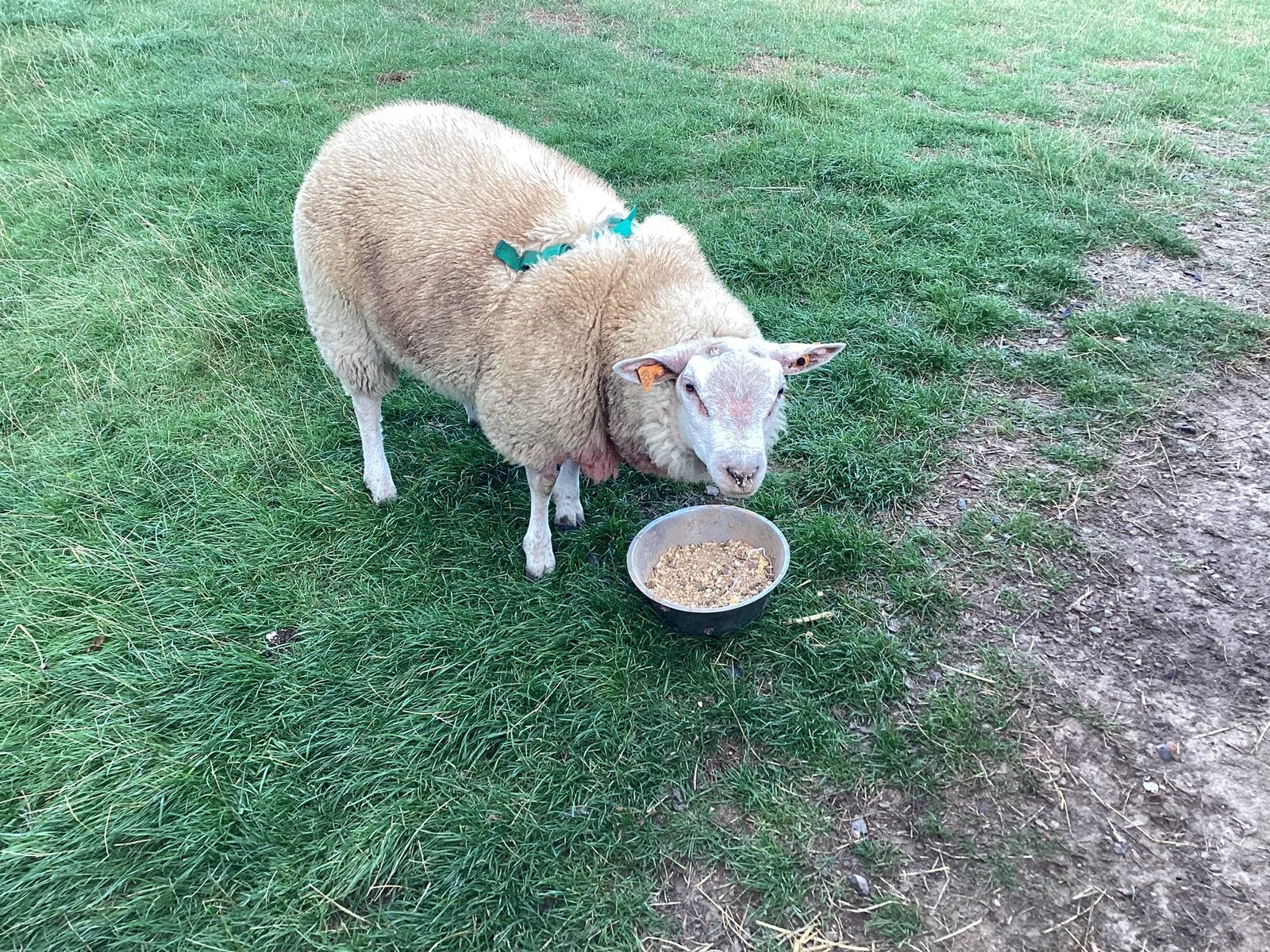 Schapen, Février, Mâle