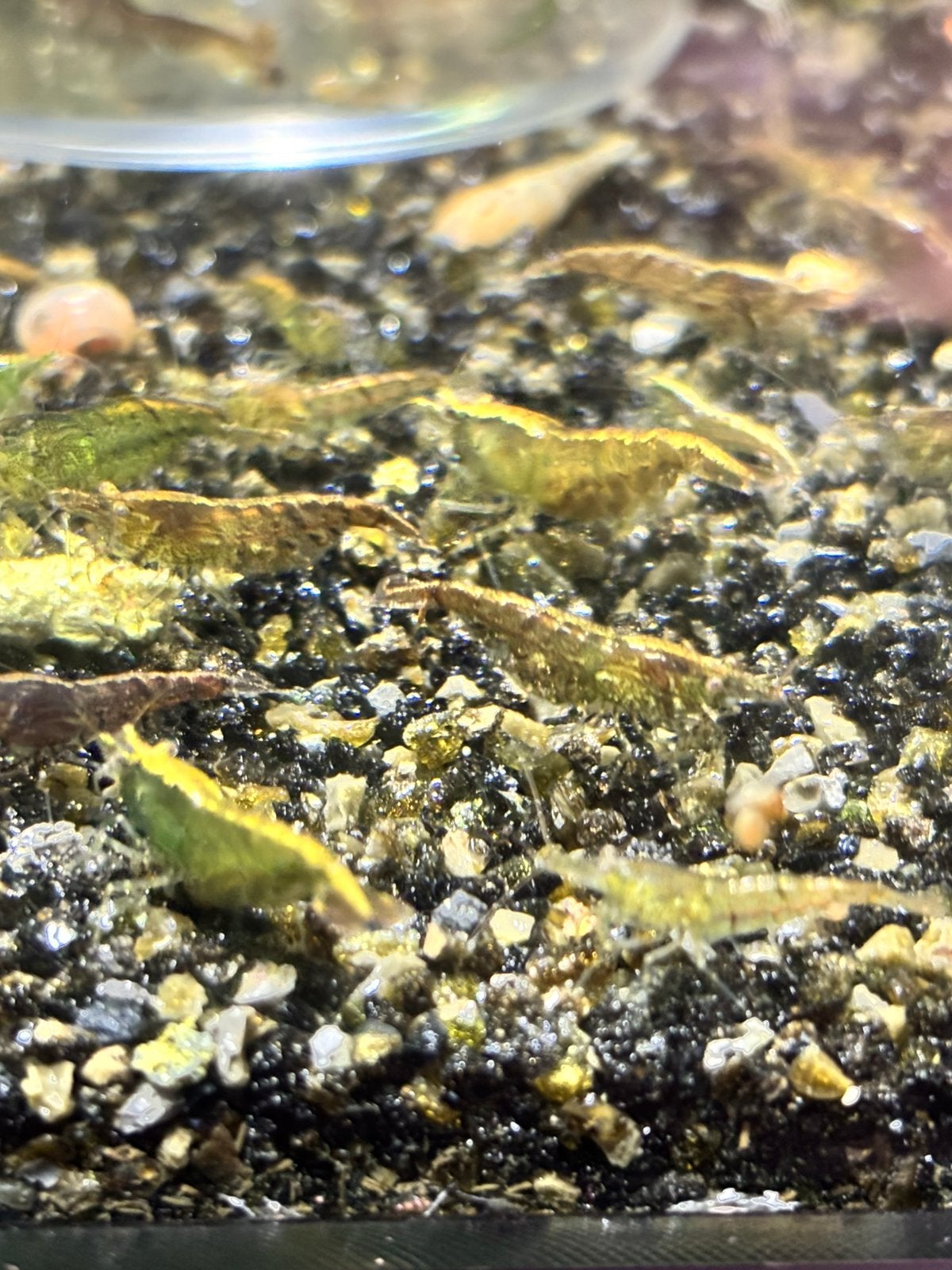 Neocaridina Davidi wildkleur, Dieren en Toebehoren, Kreeft, Krab of Garnaal, Zoetwatervis