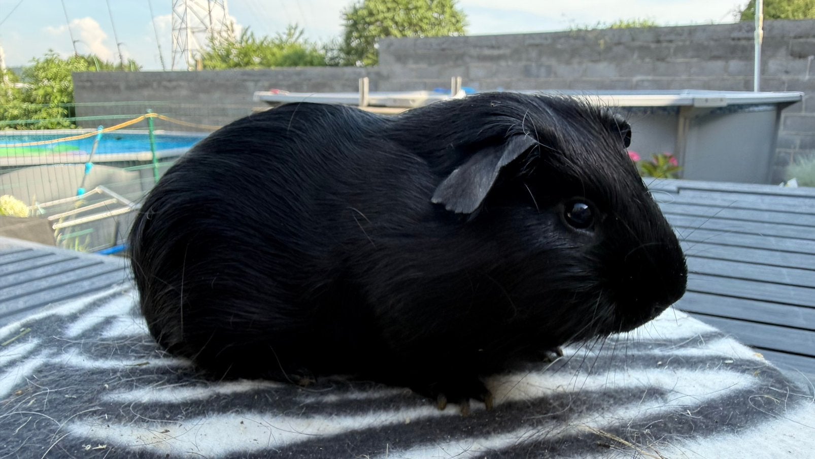 Cavia , Cobaye Femelle Poil lisse noir, Animaux & Accessoires, Enlèvement, Cobaye