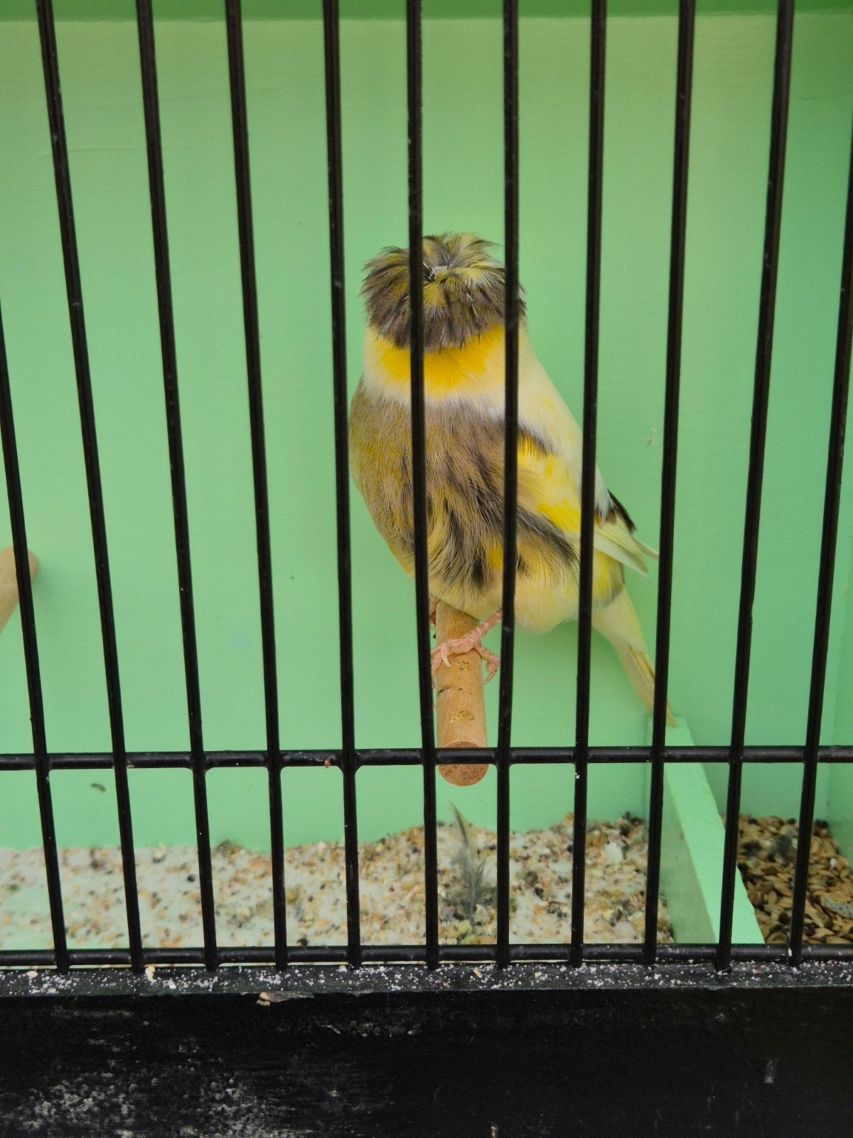 gloster kuif man, Mâle, Canari de posture