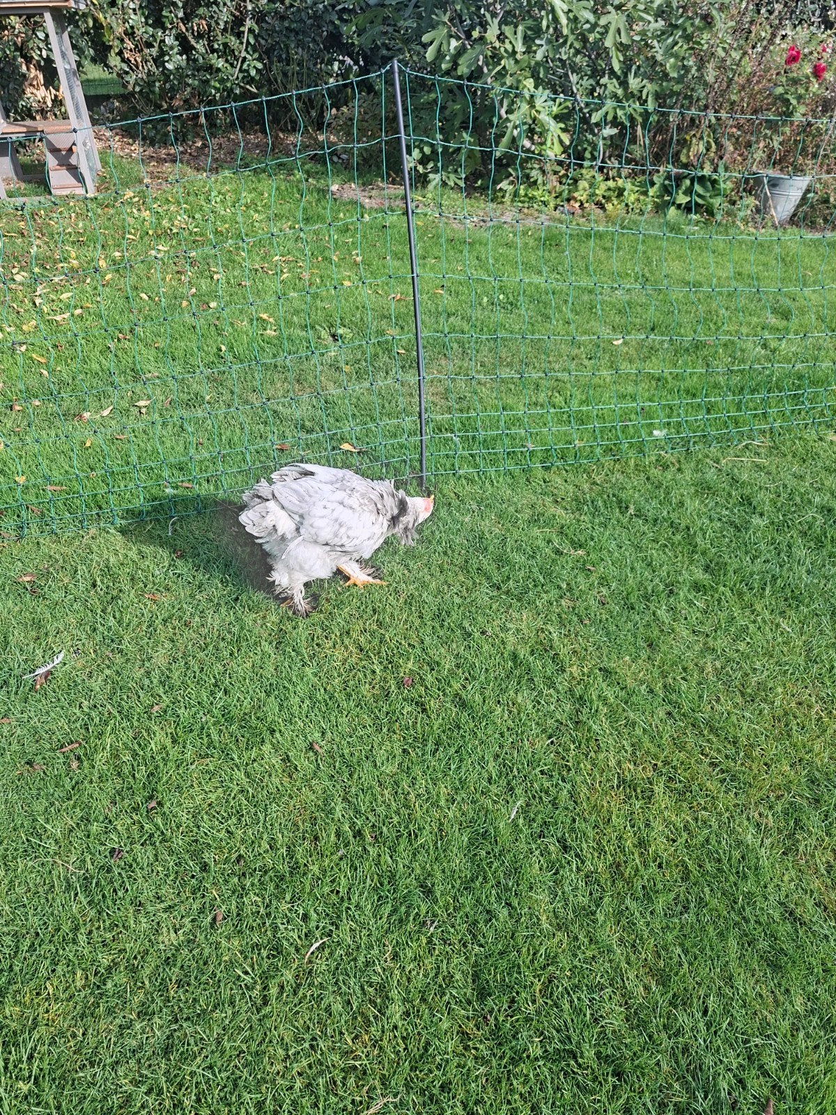 Hanen GRATIS, Dieren en Toebehoren, Mannelijk, Kip