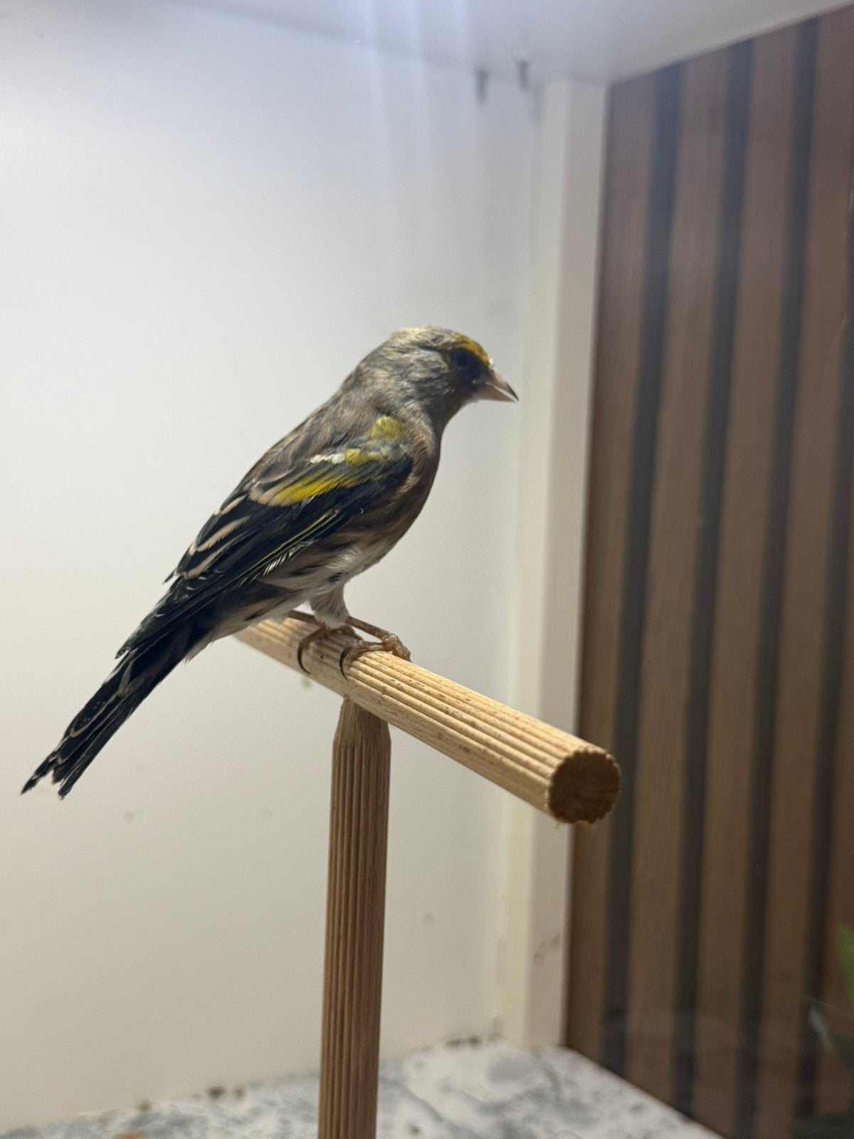 Mulet chardonneret, X. Canari Raza mal, Ophalen of Verzenden