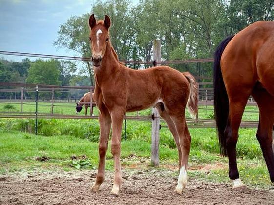 # Total Magic #   Veelbelovend dressuur hengstenveulen 2026, Dieren en Toebehoren, Paarden, Met stamboom, Niet van toepassing