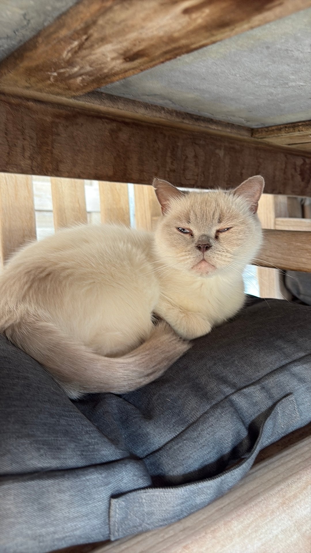 Britse korthaar, Poes, Gechipt, 3 tot 5 jaar