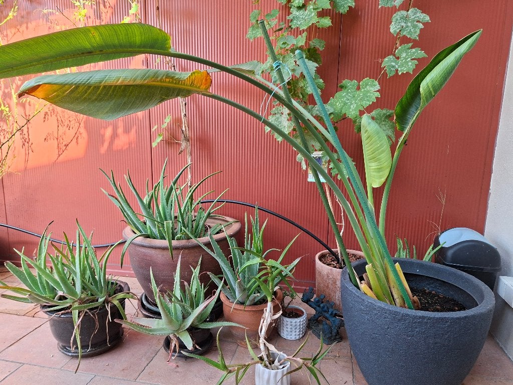 Paradijsvogel, Tuin en Terras, Ophalen, Vaste plant, Overige soorten