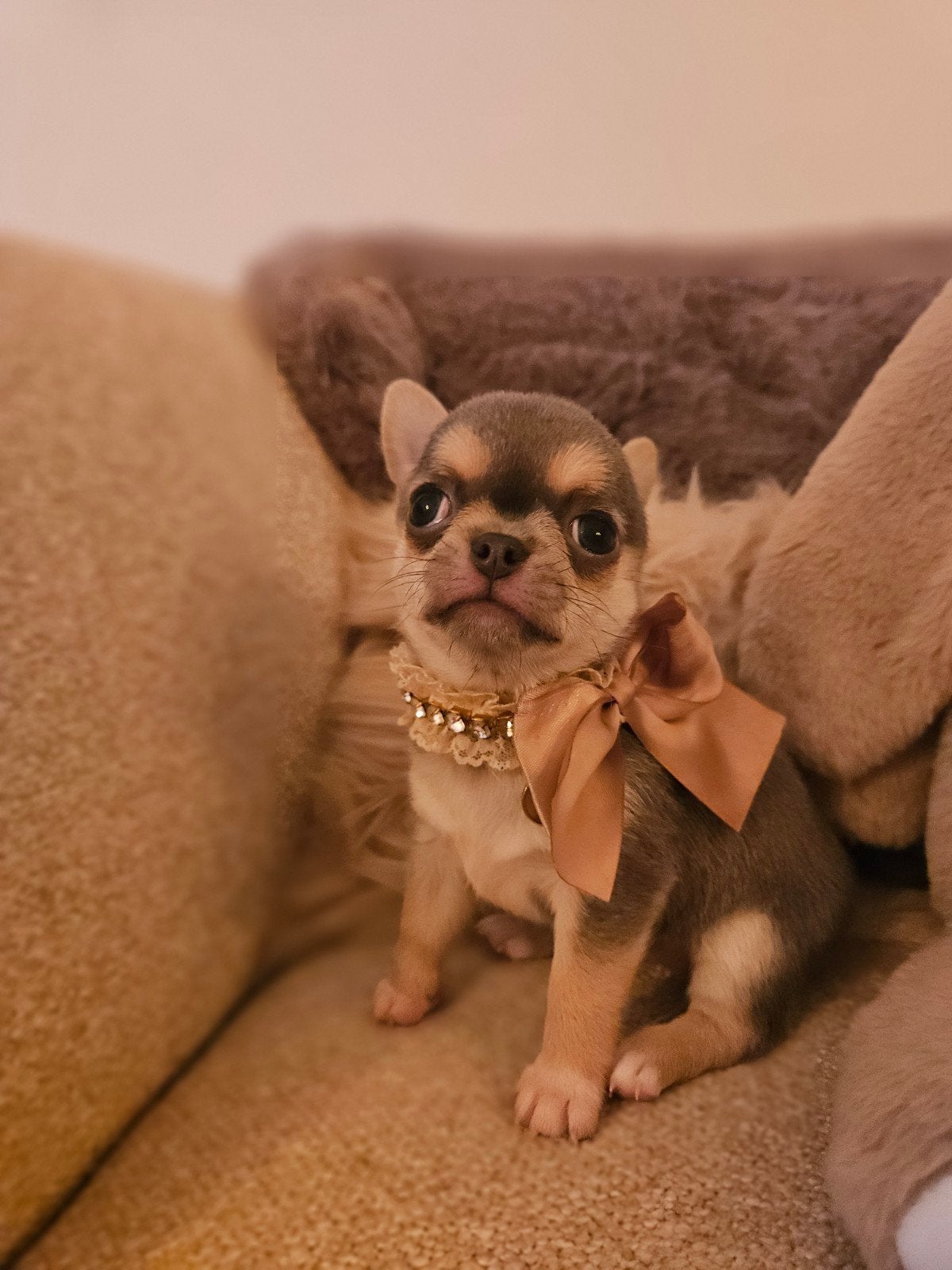 chihuahua teefje, Dieren en Toebehoren, België, Fokker | Hobbymatig, 8 tot 15 weken, Meerdere