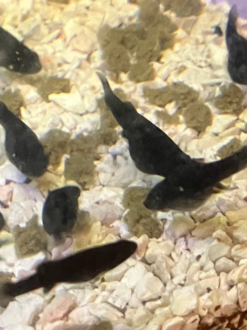 Jonge Black Molly’s, Dieren en Toebehoren