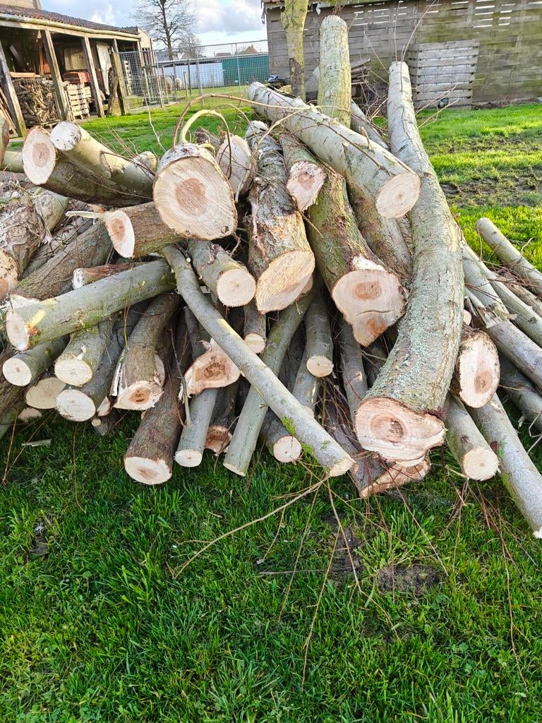 Vers brandhout wilg, Tuin en Terras, Ophalen