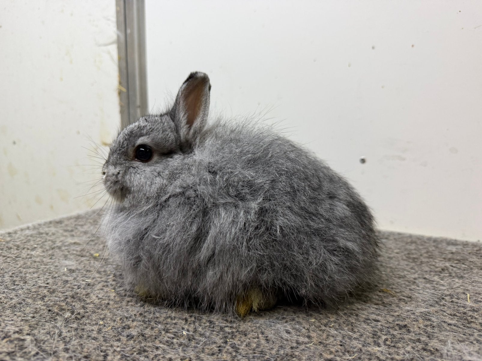 Langharig chinchilla kleurdwerg rammetje, Dieren en Toebehoren