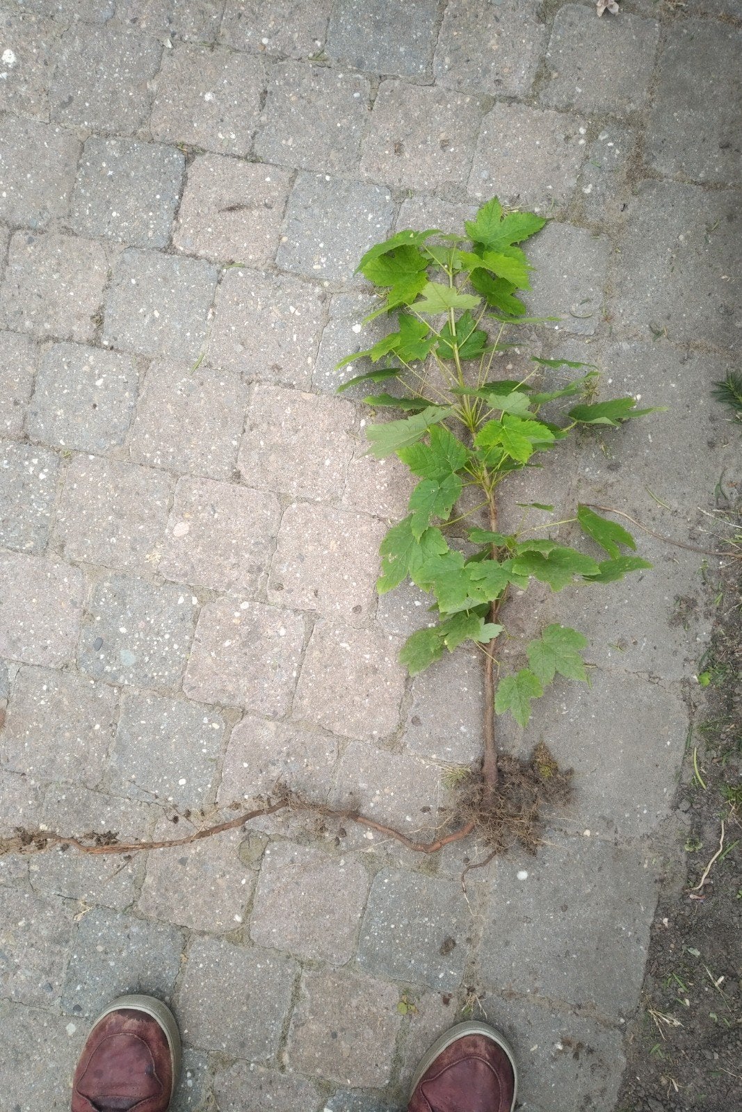 acer esdoorn gratis, Ophalen