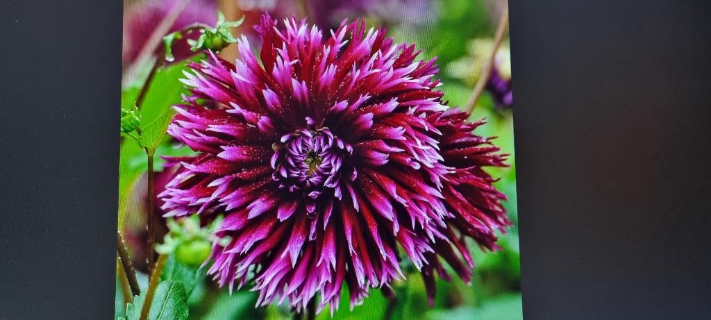 Dahlia  alauna clair obscur, Ophalen of Verzenden, Voorjaar, Volle zon, Knol