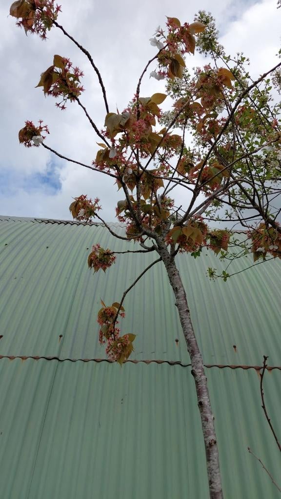 Prunus Tahaiku hoogstam, Enlèvement, En pot