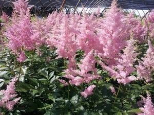 Astilbe Japonica Rheinland, Tuin en Terras, Ophalen, Vaste plant