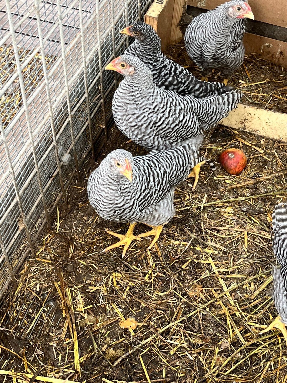 Ras zuivere Amrock hanen te koop, Dieren en Toebehoren, Pluimvee